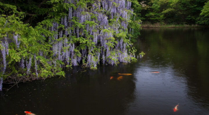 藤の花に覆われた池