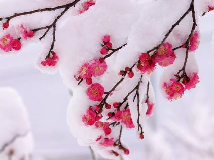 雪に覆われる梅